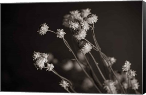 Framed Daisy Study Print