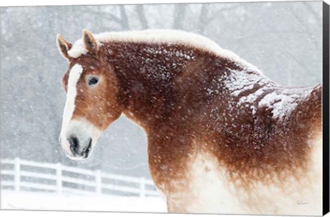 Framed Snowy Draft Horse Print