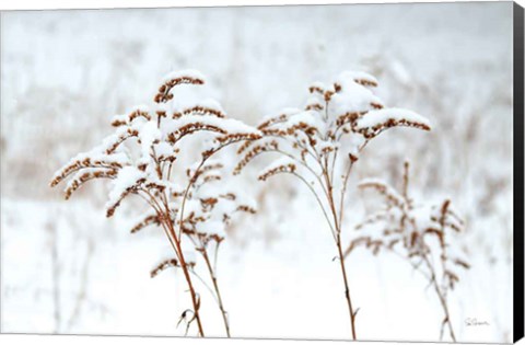 Framed Snowy Gardens Print