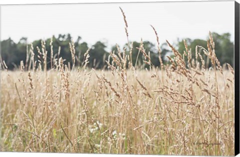 Framed Summer Field II Print