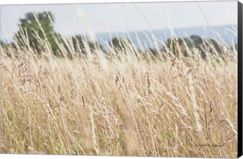 Framed Summer Field I Print