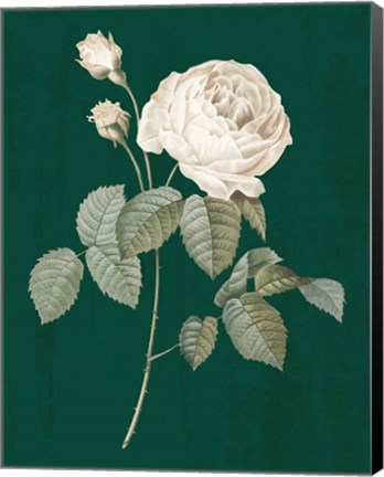 Framed White Roses on Green II Print