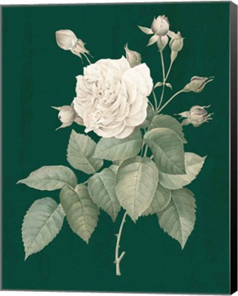 Framed White Roses on Green I Print