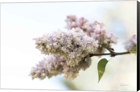 Framed Pale Lilacs II Print