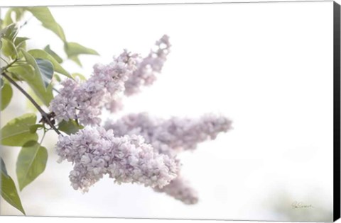 Framed Pale Lilacs I Print