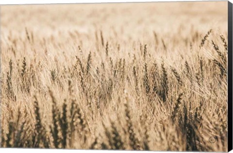 Framed Dakota Wheat Fields Print