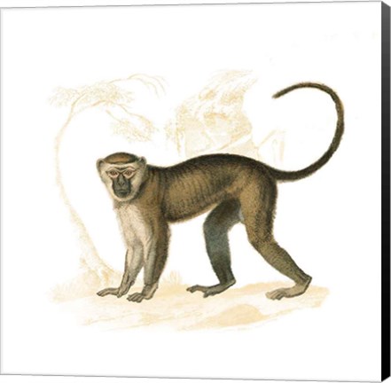 Framed Golden Monkey Print