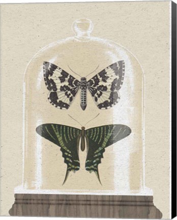 Framed Cottage Butterflies II Print