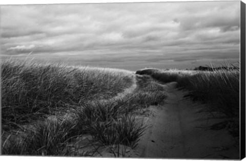 Framed Beach Grasses Print