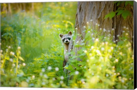 Framed Peek A Boo Print