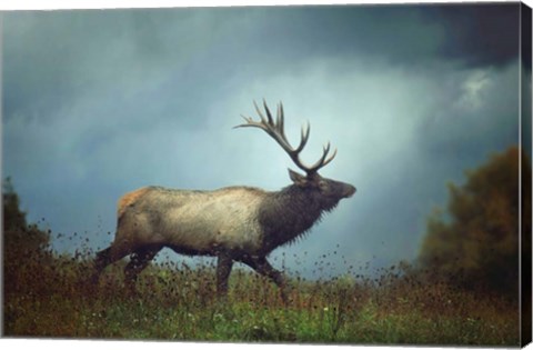 Framed Elk Print