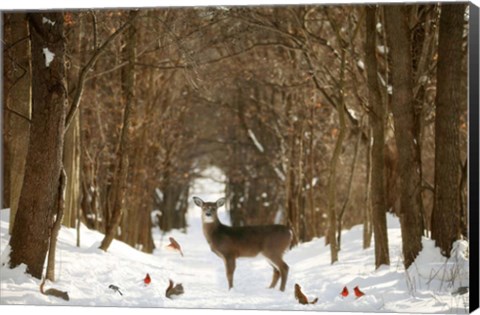 Framed Forest of Snow White Print