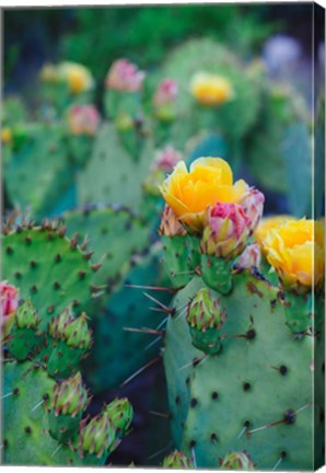 Framed Spring Cacti No. 1 Print