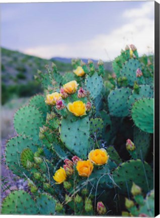 Framed Spring Cacti No. 2 Print