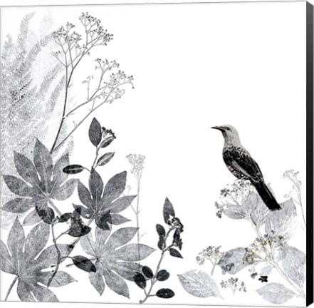 Framed Thoughtful Wattlebird Print