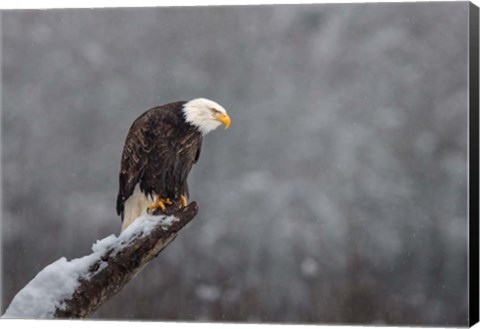 Framed Snow on the Skagit Print