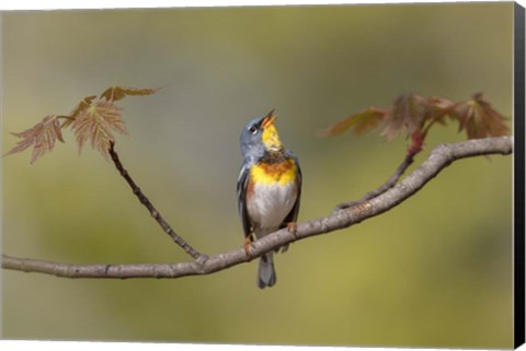 Framed Parula on Stage Print