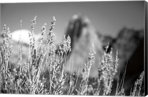 Framed Canyon Sagebrush Print