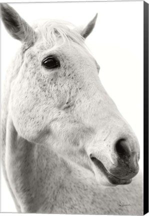 Framed Horse Named Lady II BW Print