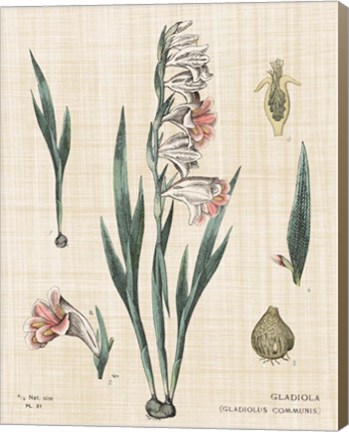 Framed Gladiola Chart Linen Print