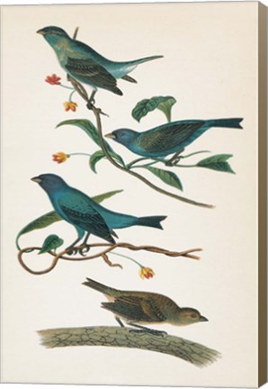 Framed Indigo Bunting Bright Print