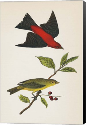 Framed Scarlet Tanager Bright Print