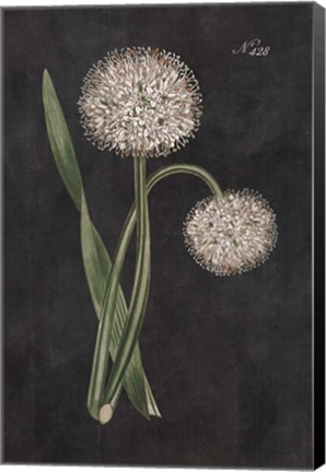 Framed Allium II on Black Print