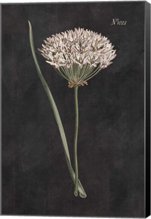 Framed Allium I on Black Print