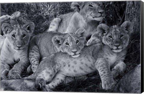 Framed Lion Cub Family Print