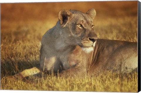 Framed Lioness Sunning Print