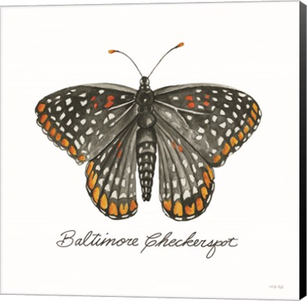 Framed Baltimore Checkerspot Print