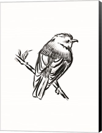 Framed Songbird Sketch I Print