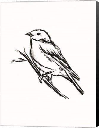 Framed Songbird Sketch II Print