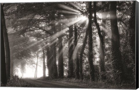 Framed Amazing Rays Print