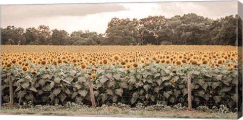 Framed Sunflower Field No. 7 Print