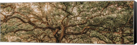 Framed Low Country Oaks I Print