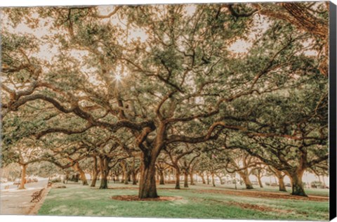 Framed Low Country Oaks II Print