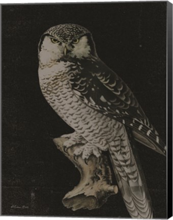 Framed Moody Owl Print