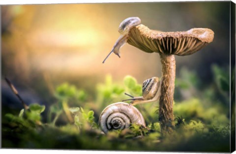 Framed Awakening of Snails Print