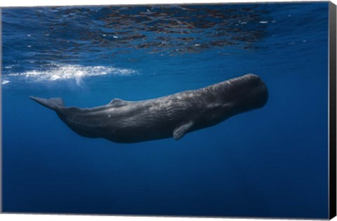 Framed Sperm Whale Print