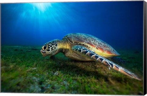 Framed Green Turtle Print