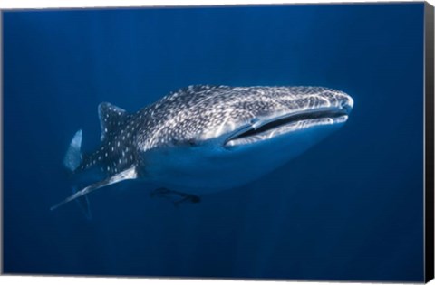 Framed Whale Shark Print