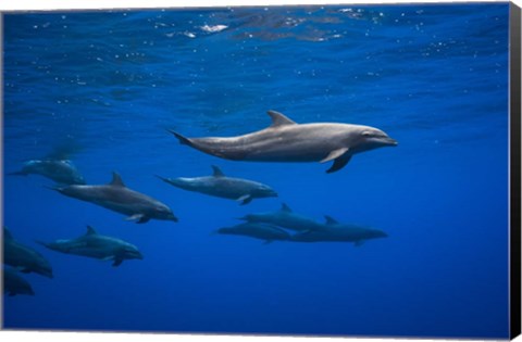 Framed Dolphins Print