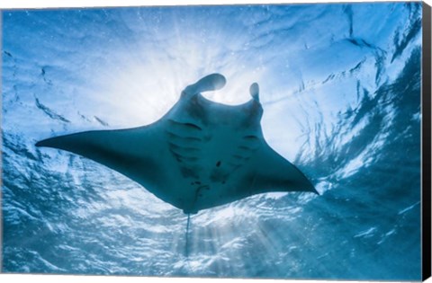 Framed Manta Ray Print