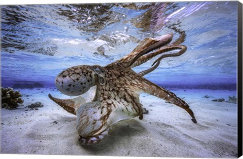 Framed Dancing Octopus Print
