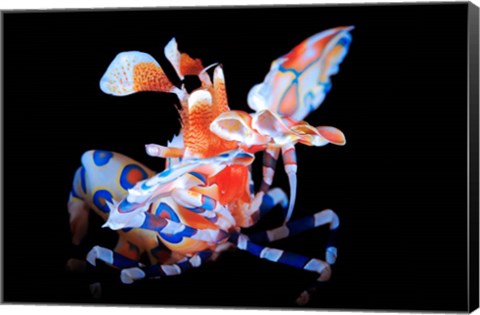 Framed Harlequin Shrimp Print