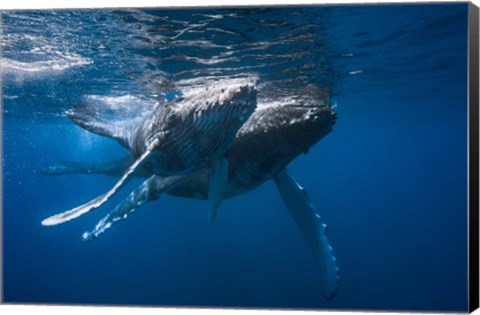 Framed Humpback Whale Print