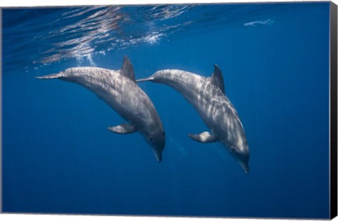 Framed Two Bottlenose Dolphins Print