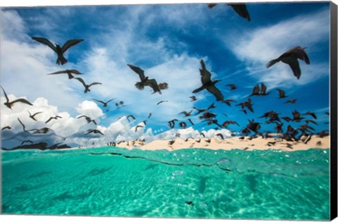 Framed Ocean Bird Print