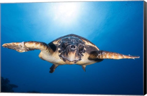 Framed Face to Face with a Hawksbill Sea Turtle Print